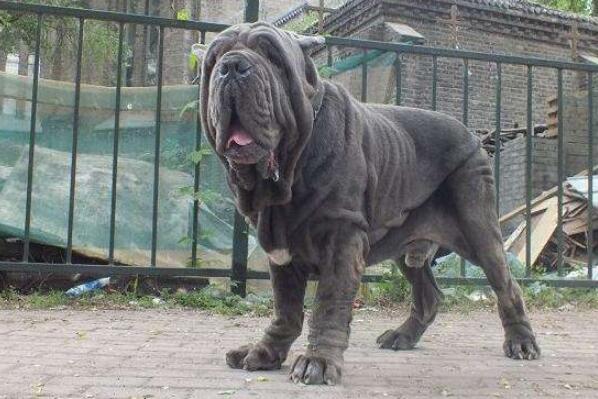 世界十大最危險猛犬，世界猛犬有哪些？